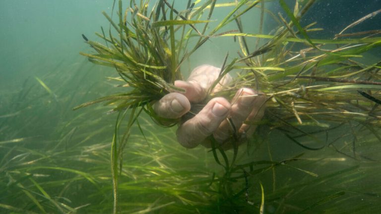 How planting 70 million eelgrass seeds led to an ecosystem’s rapid recovery