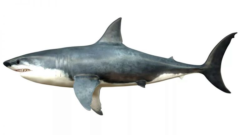 Megalodon’s hugeness was ‘off-the-scale’ — even for a shark