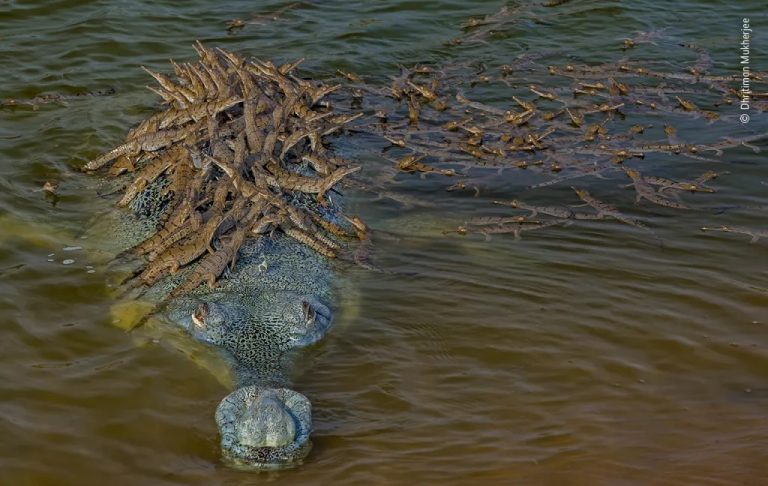Endangered croc gives piggyback ride to 100 babies after mating with ‘7 or 8 females’
