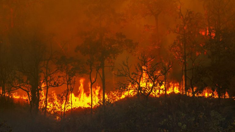 Can wildfires cool the climate?