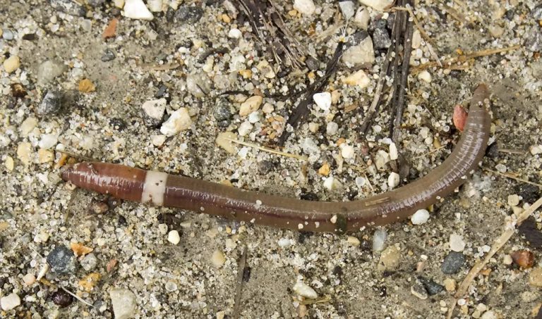 ‘Crazy worms’ have invaded the forests of 15 states, and scientists are worried