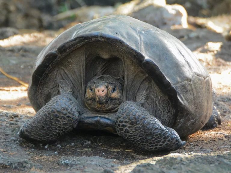 Giant tortoise thought extinct for a century discovered on Galapagos island