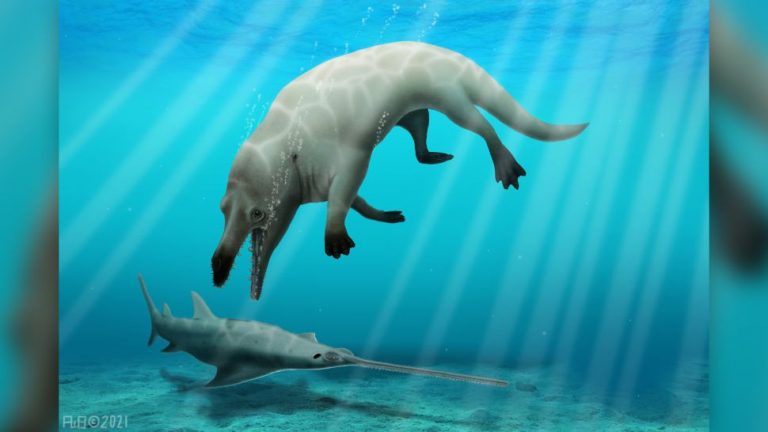 Walking whale ancestor named after Egyptian god of death