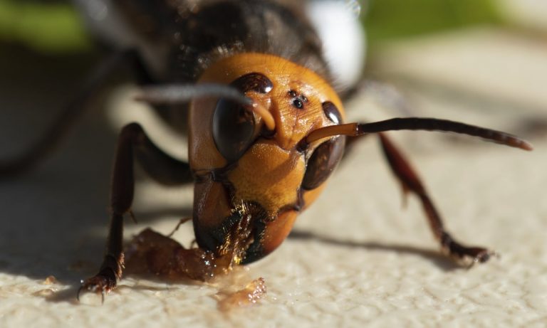 Focusing on Asian giant hornets distorts the view of invasive species