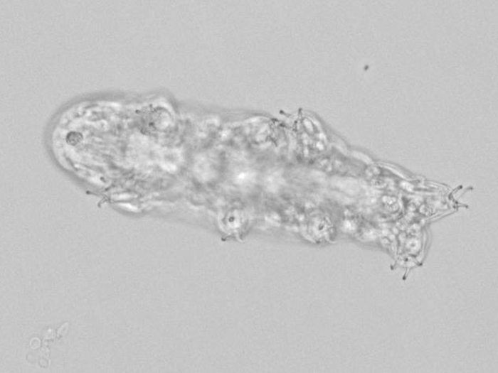 Near-invincible tardigrades may see only in black and white