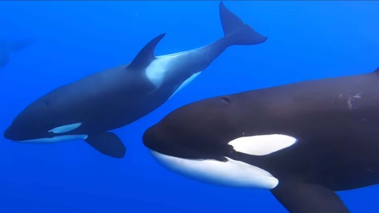 Pod of orcas frees a humpback whale from certain death. Was it intentional?