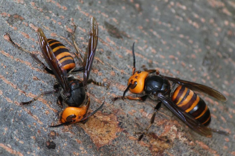 Scientists Spent 4 Years Identifying a New Wasp That Only Leaves Its Home For 2 Days