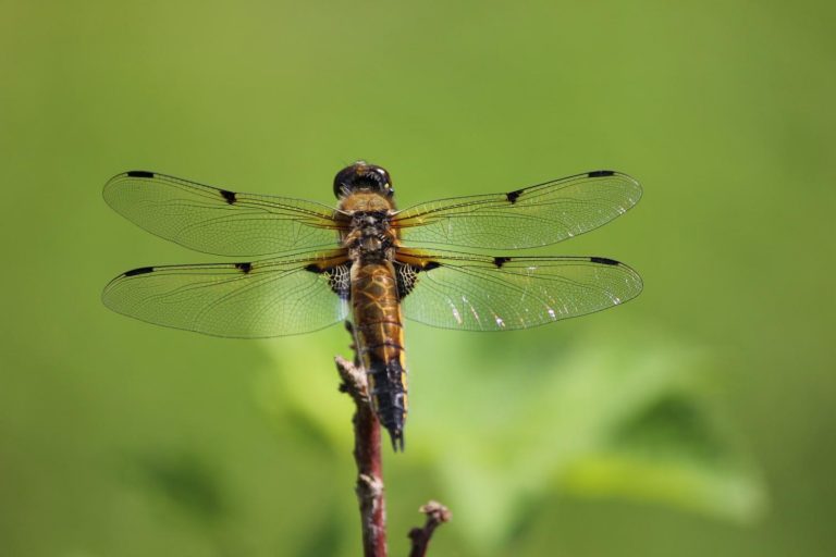 Climate change may rob male dragonfly wings of their dark spots