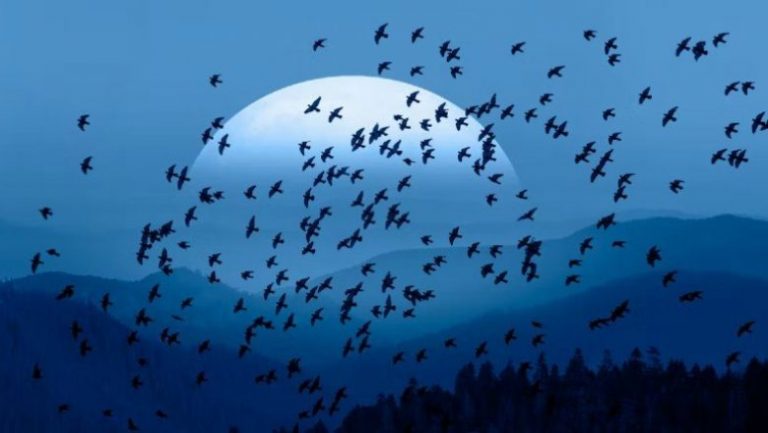 Birds Use Earth’s Magnetic Field For ‘Stop Signs’ When They Migrate