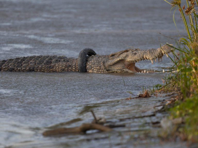 Indonesian crocodile finally freed from motorbike tire stuck around its neck for 6 years