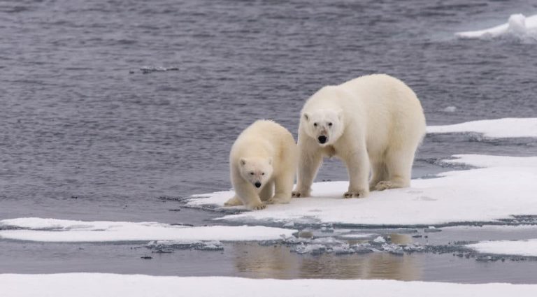 Why aren’t there polar bears in Antarctica?