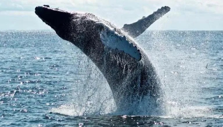 Breaching humpback whale body slams boat in Mexico, injuring everyone on board