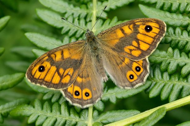 Conservationists Promote the Annual Big Butterfly Count as Two-Fifths of British Butterflies Face Threat