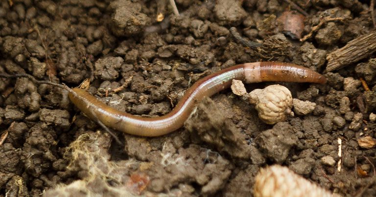 Alien earthworms have spread to almost all parts of North America