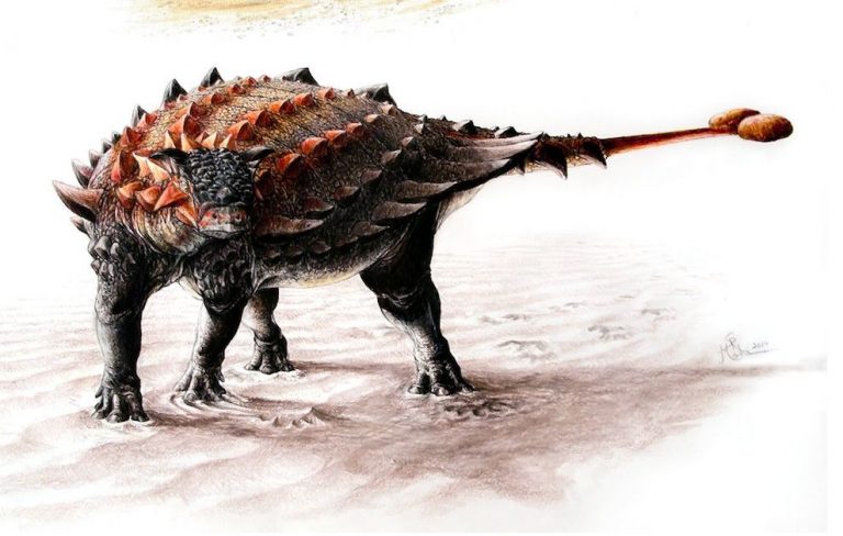 ‘Jousting ankylosaurs’ whacked their peers with their ‘sledgehammer-like tails’
