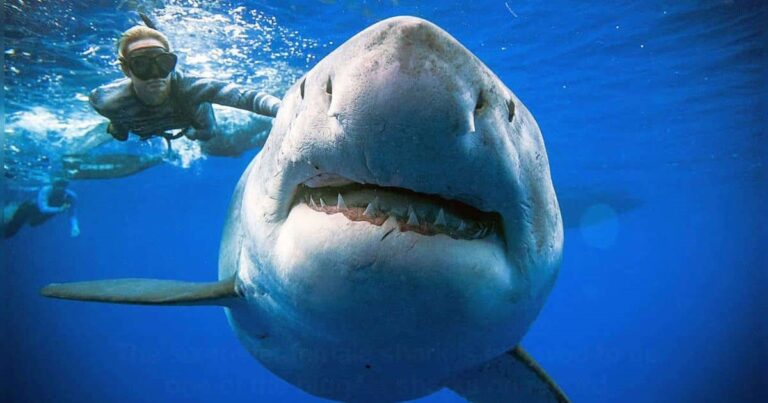 In rare attack, great white shark decapitates diver in Mexico. But why?