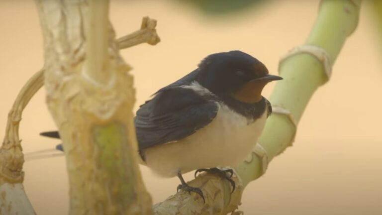 Stunning footage captures tiny bird’s fight for survival in massive Saharan sandstorm