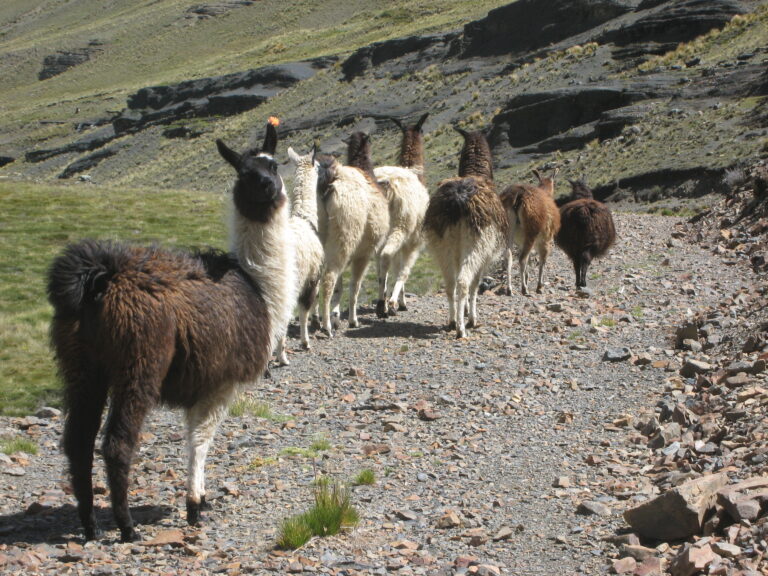 At the foot of a melting glacier in Peru, llamas helped revitalize the land