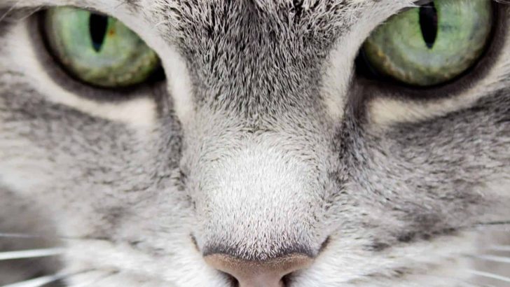 Cats’ dazzling eye colors may come from 1 unusual ancestor