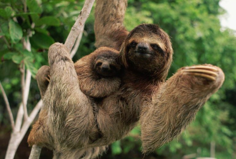 What is the world’s slowest animal?