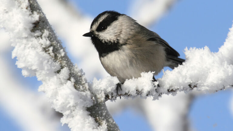 Winter work shows it really pays to be a smart mountain chickadee